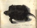 Vorschau Handzeichnung, O.Targioni-Tozzetti, Europäische Sumpfschildkröte