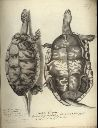Vorschau Handzeichnung, F.W. Wunder, Kaspische Wasserschildkröte