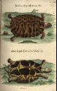 Vorschau Kupferstich, J.D. Meyer, Griechische Landschildkröte