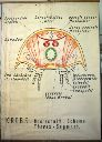 Vorschau Wandtafel, Querschnittschema Krebstier