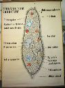 Vorschau Wandtafel, Paramecium