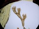 Vorschau Plumatella repens (Tentaculata), Mikropräparat