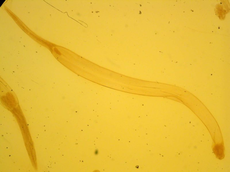 Mikropräparat, Sagitta bipunctata (Chaetognatha)