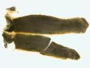 Vorschau Skelettnadeln, Seestern, Asterias rubens (Echinodermata)