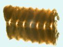 Vorschau Ambulacralplatte, Seestern, Asterias (Echinodermata)