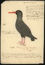 Vorschau Handzeichnung, Haematopus fuliginosus