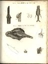 Vorschau Alexander von Humboldt, Reisewerk, Zoologie, Tafel II. Über das Zungenbein und den Kehlkopf der Vögel, der Affen, und des Krokodills.
