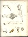 Vorschau Alexander von Humboldt, Reisewerk, Zoologie, Tafel IV. Über das Zungenbein und den Kehlkopf der Vögel, der Affen, und des Krokodills