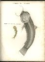 Vorschau Alexander von Humboldt, Reisewerk, Zoologie, Tafel VII. Astroblepus gixalvii, Pimelodus cyclopum