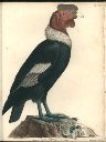 Vorschau Alexander von Humboldt, Reisewerk, Zoologie, Tafel VIII. Der männliche Condor