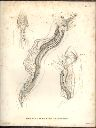 Vorschau Alexander von Humboldt, Reisewerk, Zoologie, Tafel XI. Splanchnologie der Sirene