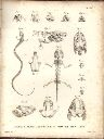 Vorschau Alexander von Humboldt, Reisewerk, Zoologie, Tafel XIV. Osteologie der Sirene und des Axolotl