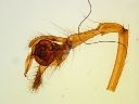 Vorschau Pedipalpus männl., Spinne (Araneae)