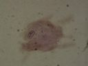 Vorschau Mikropräparat, Amoeba proteus