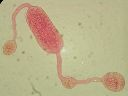 Vorschau Mikropräparat, Monocystis magna
