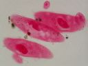 Vorschau Mikropräparat, Paramecium