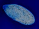 Vorschau Mikropräparat, Paramecium