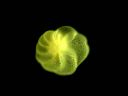 Vorschau Foraminifera vom Rotalia-Typ, Mikropräparat