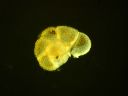 Vorschau Foraminifera, Mikropräparat