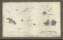 Vorschau Java-Atlas von Franz Junghuhn, Taf. XXIX