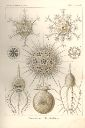 Vorschau Lithographie, Haeckel, Tafel 1  Circogonia