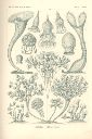 Vorschau Lithographie, Haeckel, Tafel 3:  Stentor