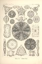 Vorschau Lithographie, Haeckel, Tafel 4:  Triceratium