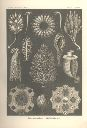 Vorschau Lithographie, Haeckel, Tafel 5:  Ascandra