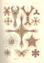 Vorschau Lithographie, Haeckel, Tafel 11:  Heliodiscus