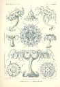 Vorschau Lithographie, Haeckel, Tafel 18: Linantha