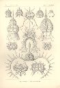 Vorschau Lithographie, Haeckel, Tafel 22: Elaphospyris