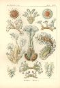 Vorschau Lithographie, Haeckel, Tafel 23: Cristatella