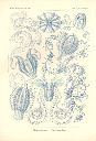 Vorschau Lithographie, Haeckel, Tafel 27: Hormiphora