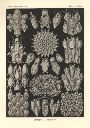 Vorschau Lithographie, Haeckel Tafel 33 Flustra