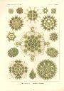 Vorschau Lithographie, Haeckel Tafel 34 Pediastrum