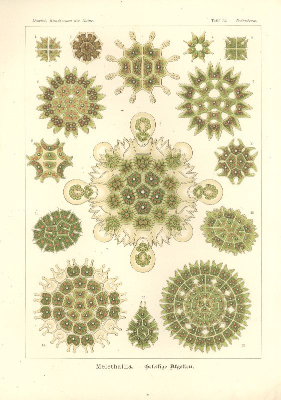 Lithographie, Haeckel Tafel 34 Pediastrum