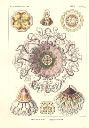 Vorschau Lithographie, Haeckel Tafel 38 Periphylla