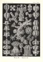 Vorschau Lithographie, Haeckel Tafel 39 Gorgonia