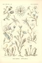 Vorschau Lithographie, Haeckel Tafel 45 Campanulina