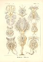 Vorschau Lithographie, Haeckel Tafel 32 Pedalion