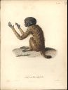Vorschau Alexander von Humboldt, Reisewerk, Zoologie, Pl. 29 Cacajao melanocephalus
