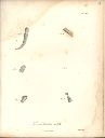 Vorschau Alexander von Humboldt, Reisewerk, Zoologie, Pl. 26 Porocephalus crotali