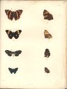 Vorschau Alexander von Humboldt, Reisewerk, Zoologie, Pl. 25 Lepidoptera