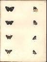 Vorschau Alexander von Humboldt, Reisewerk, Zoologie, Pl. 24 Lepidoptera