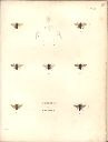 Vorschau Alexander von Humboldt, Reisewerk, Zoologie, Pl. 20 Apidae