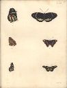 Vorschau Alexander von Humboldt, Reisewerk, Zoologie, Pl.18 Lepidoptera