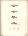 Vorschau Alexander von Humboldt, Reisewerk, Zoologie, Pl. 51 Teleostei