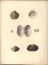 Vorschau Alexander von Humboldt, Reisewerk, Zoologie, Pl. 48 Eulammellibranchia