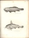 Vorschau Alexander von Humboldt, Reisewerk, Zoologie, Pl. 48 Teleostei