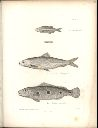Vorschau Alexander von Humboldt, Reisewerk, Zoologie, Pl. 45 Teleostei